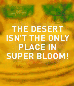 The Ark Super Bloom china celebration.