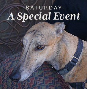 A special greyhound adoption event announcement.