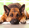 The Ark 2014 grant recipient organization Canine Companions for Independence.