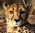 cheetah-conservation-fund