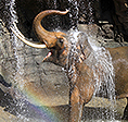 The Ark 2014 grant recipient organization The Elephant Sanctuary in Tennessee..