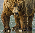 The Ark 2014 grant recipient organization Lions, Tigers & Bears.