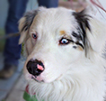 The Ark 2014 grant recipient organization Austrailian Shepherd Rescue San Diego and Friends.