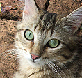 The Ark 2014 grant recipient organization Feral Cat Coalition.