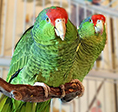 The Ark 2014 grant recipient organization Free Flight Exotic Bird Sanctuary.
