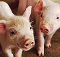 The Ark 2014 grant recipient organization Grazin Pig Acres.