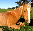 The Ark 2014 grant recipient organization Save America's Mustangs.