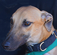 The Ark 2014 grant recipient organization Operation Greyhound.