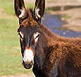 The Ark 2014 grant recipient organization Peaceful Valley Donkey Rescue.