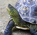 The Ark 2014 grant recipient organization San Diego Turtle and Tortoise Society.