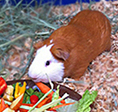 The Ark 2014 grant recipient organization Wee Companions.