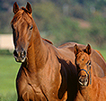 The Ark 2014 grant recipient organization Laughing Pony Rescue, Inc.