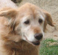 Golden Hearts Animal Sanctuary