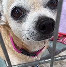 Image of chihuahua in need of a loving home.