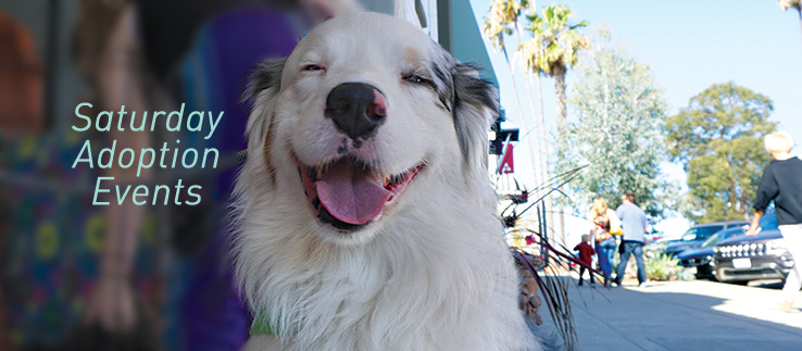 Image of a Saturday animal adoption dog smiling.