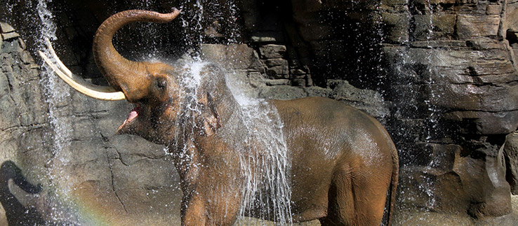 Image of an elephant rejoicing in having received a grant from The Ark.