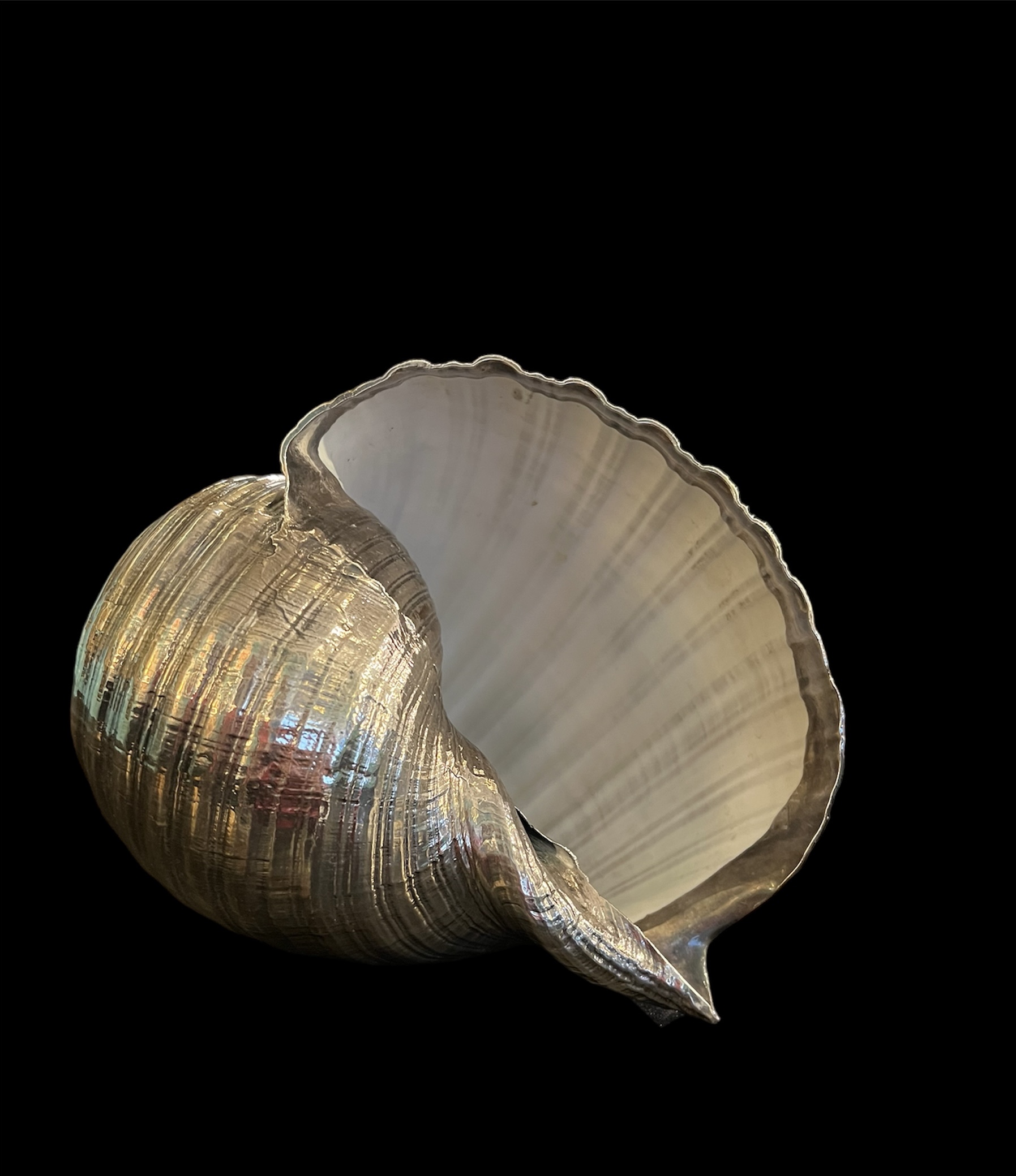 Silver Clad Seashell Ruzzetti Gow