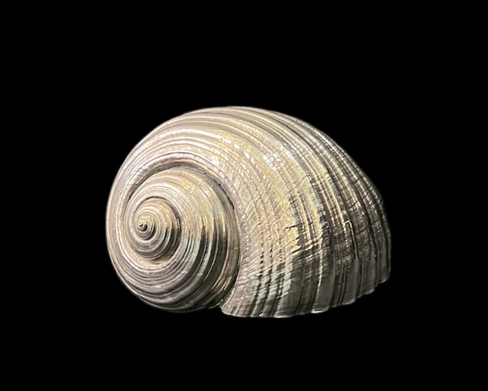 Ruzzetti Gow Partially Silvered Seashell